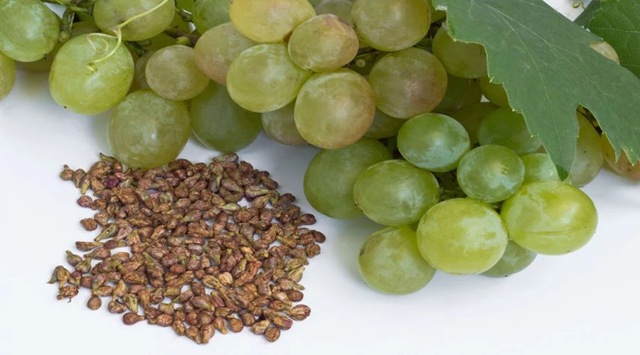 What is grapeseed extract good for
