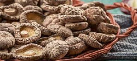 Are Mushroom Good For Lung Cancer?