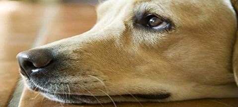 Is Astaxanthin Safe For Dogs?