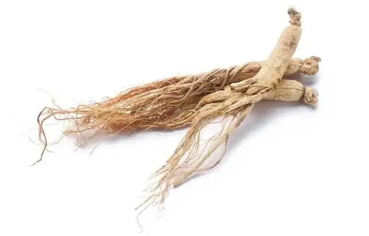 Panax-Ginseng Panax-Ginseng