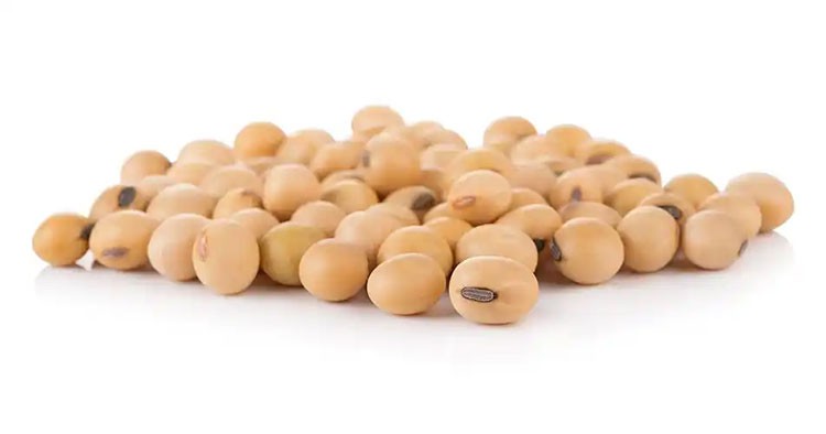 Soybean Soybean