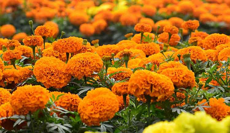 Tagetes-erecta Tagetes-erecta