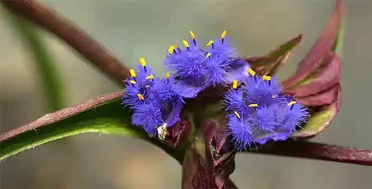 Cyanotis-Arachnoidea-Extract Cyanotis-Arachnoidea-Extract