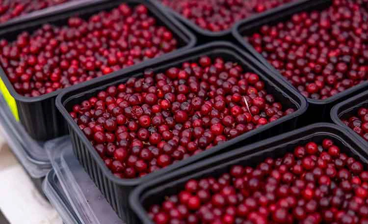 Bilberry-fruit Bilberry-fruit