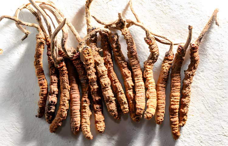 Cordyceps-Sinensis Cordyceps-Sinensis